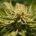 Endocannabinoidsystem Endocannabinoide