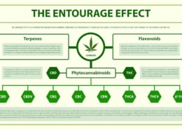Was ist der Entourage Effect