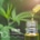 CBD Studien