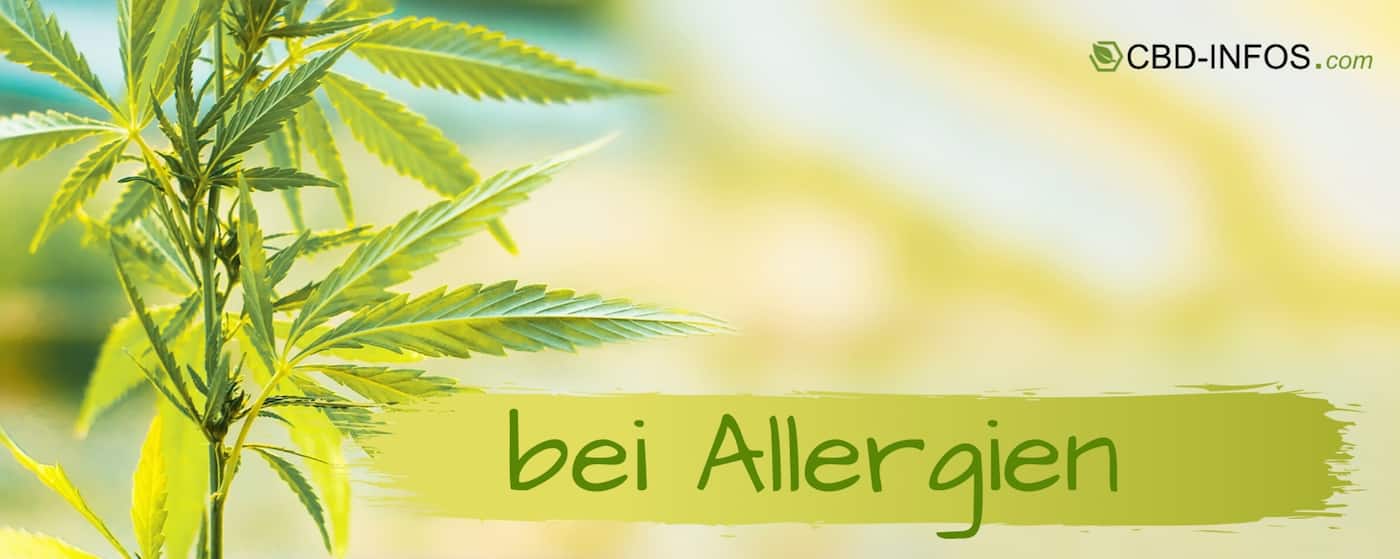 CBD Öl Erfahrungen bei Allergie
