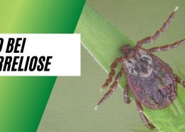 CBD bei Borreliose