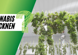 Cannabis trocknen Tipps
